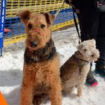 Bev & George the Terriers - @bev_and_george - Instagram