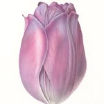 Bev Glover - @3tulip3 - Instagram