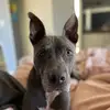 Beverly Goldberg - @beverly_the_shop_dog - TikTok