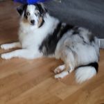 Bev Good - @bordercollie.good - Instagram