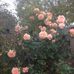 Bev Good - Facebook
