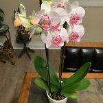 Bev Bruce Hansen - @bevhansen60 - Instagram