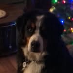 Bev Henson - @charlie_from_redcliff - Instagram