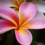 Bev Hudson - @kiwi_girl8 - Instagram