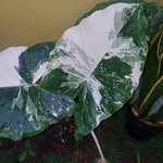 Bev James - @thelocalplantladytnt - Instagram