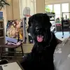 Azari-Giant Schnauzer - @beverlymedley4 - TikTok