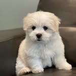 Bev Mills - @joeythecoton - Instagram