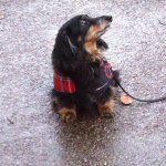 Bev Park - @dashhounds - Instagram