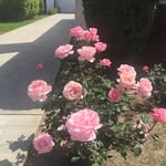 Bev Robbins - @robbinsbev - Instagram