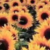 Bev Strickland - @flowerlady115 - TikTok