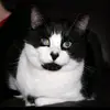 bevturner290 - @bevtench1 - TikTok