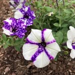 Bev Waldron - @bev.waldron.3 - Instagram