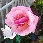 Beverley Ann Barnett - @bev_a_barnett - Instagram