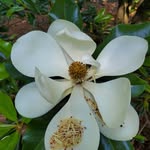 Beverly Coutts - @bevyofbotanicals - Instagram