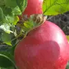 Apple - @beverleycox07 - TikTok