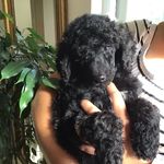 Beverley Cutler - @willowood_dogs - Instagram