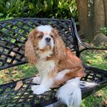 Beverly Dorris Dickson - @remithekingcav - Instagram