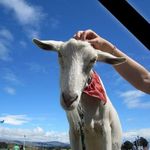 Beverley Dowling - @rodney2therescue - Instagram