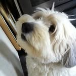 Beverley Driscoll - @beverleydriscoll - Instagram