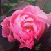 Beverley Gee - Facebook