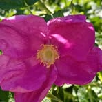 Beverley Green - Facebook