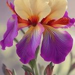 Beverley McLean - @biff17775 - Instagram