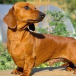 Beverley Phillips - @beverleyphillipsdachshund - Instagram