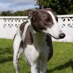 Beverley robinson - @peanut_the_greyhound - Instagram