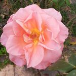 Beverley Stubbs - @grannybjhb - Instagram