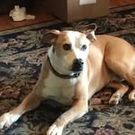 Beverley Warner - @good_dog_unlimited - Instagram
