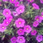 Beverly Batson - @batson4072 - Instagram