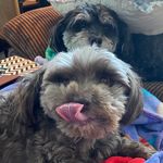 Baxter Natcha Bev - @baxter_natcha_beverly - Instagram