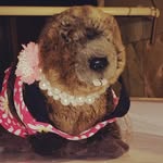 Beverly Beaver - @beverly_the_beaver_ - Instagram