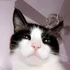beverly - @beverlybeer - TikTok