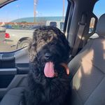 Bentley and Beverly - @bentleyandbeverly - Instagram