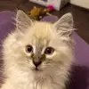 Beverly412 - @beverly.412 - TikTok