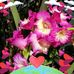 Beverly Bowden - Facebook