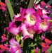 Beverly Bowden - Facebook