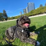 Bowie - @bowieofbeverlyhills - Instagram