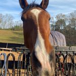 Beverly Kerr Britton - @bmb_eventing - Instagram