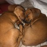 Beverly And Buckley - @bevandbucktheweenietwins - Instagram