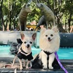 Beberly & Bunny 💗 - @beverly.bunny - Instagram