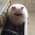 Beverly Burch - @abby.cat1 - Instagram