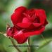 Beverly Burke - Facebook