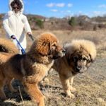 Beverly Burnett - @my_tibetan_masiff_life - Instagram