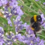 Beverley Burrows - @bevy_bees - Instagram