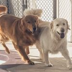 Beverly Bustamante - @goldenlovemaxandkate - Instagram