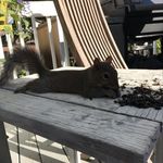 Beverly Bee - @beverlybuttonhole - Instagram