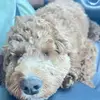 Mama bear - @beverlycallahan93 - TikTok