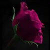 Beverly Denny25 - @childofwater - TikTok